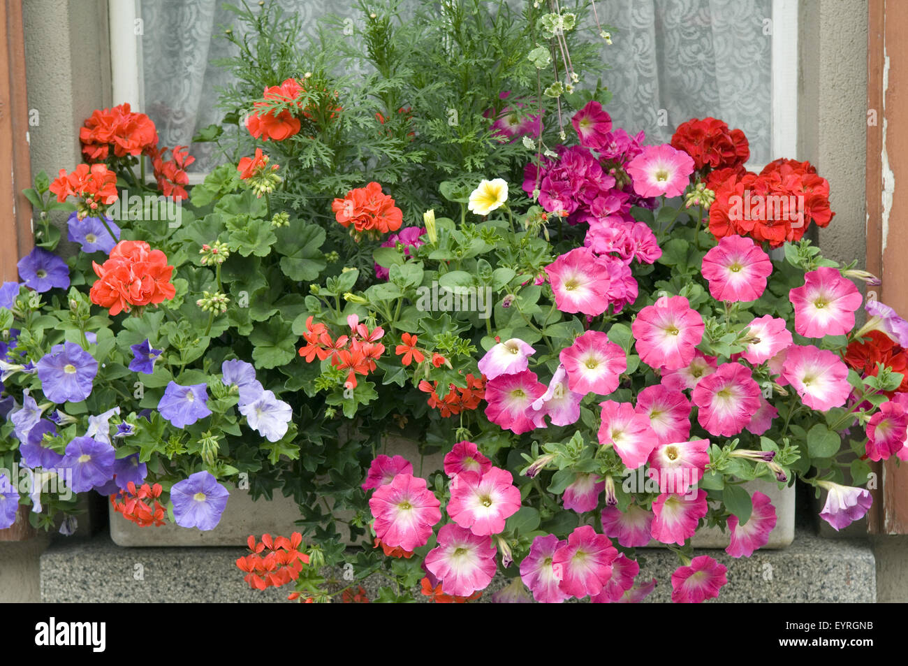 Balkonblumen, Surfina, Geranien Stock Photo 85955223 Alamy