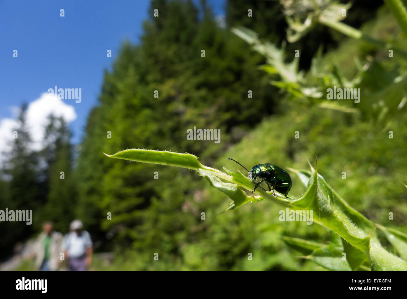 Switzerland. Shimmering green beetle on a leaf by a  mountain path with walkers. Stock Photo
