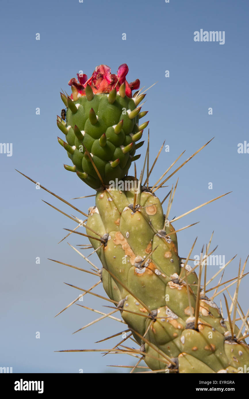 Blooming cactus at La Palma, Spain Stock Photo