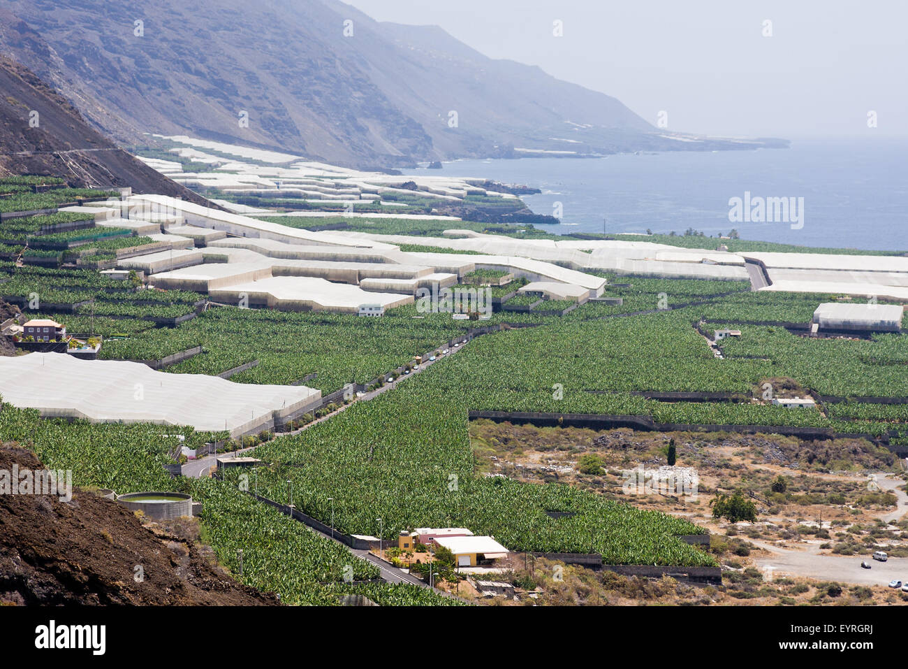 Big banana plantations at La Palma, Canary Islands Stock Photo Alamy