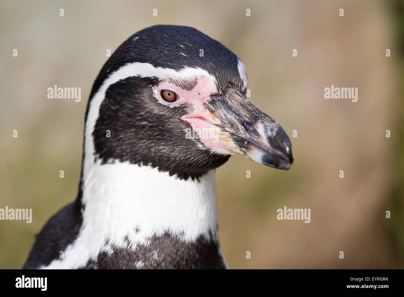 Portrait of a lovely Penguin in a Dutch zoo Stock Photo