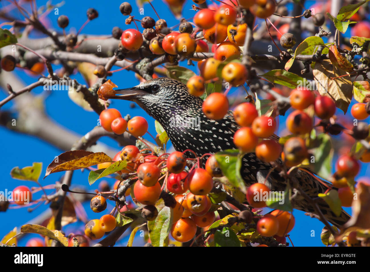 Starling eats fruits hidden in an apple tree Stock Photo Alamy
