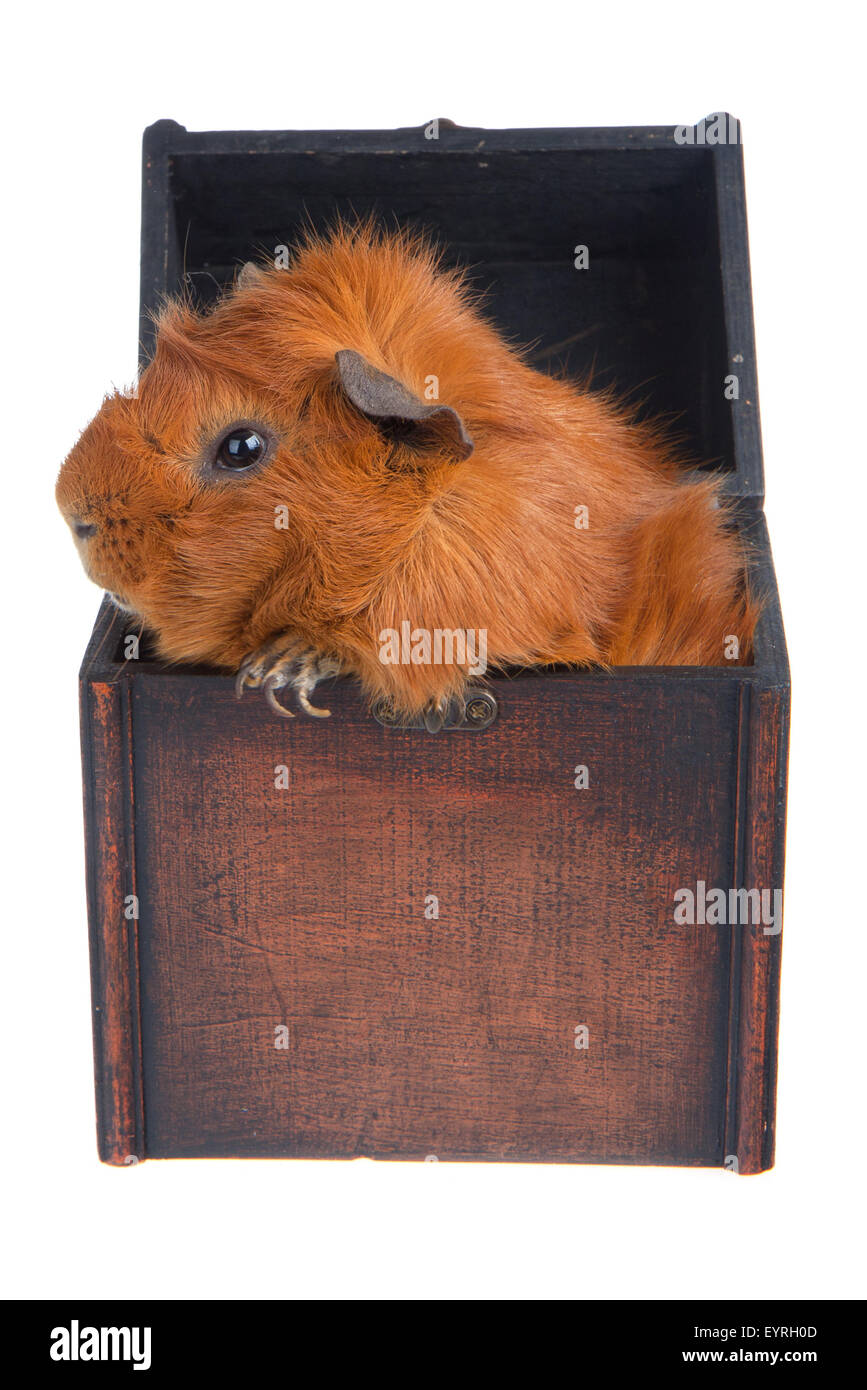 Brown Guinea Pig in a box, isolated on white Stock Photo