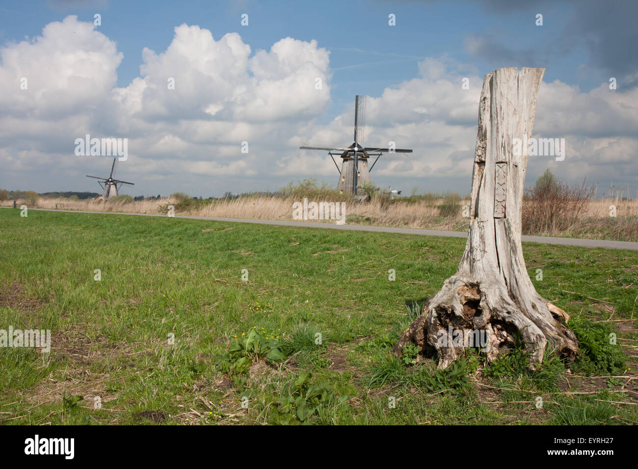 Dutch landscape with tree trunk and traditional windmills Stock Photo