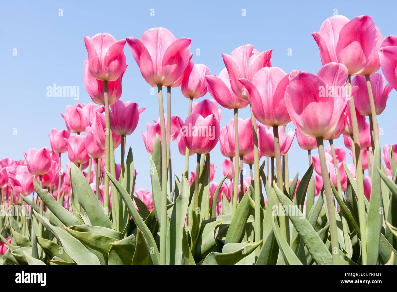 Pink tulip field against hi-res stock photography and images - Alamy