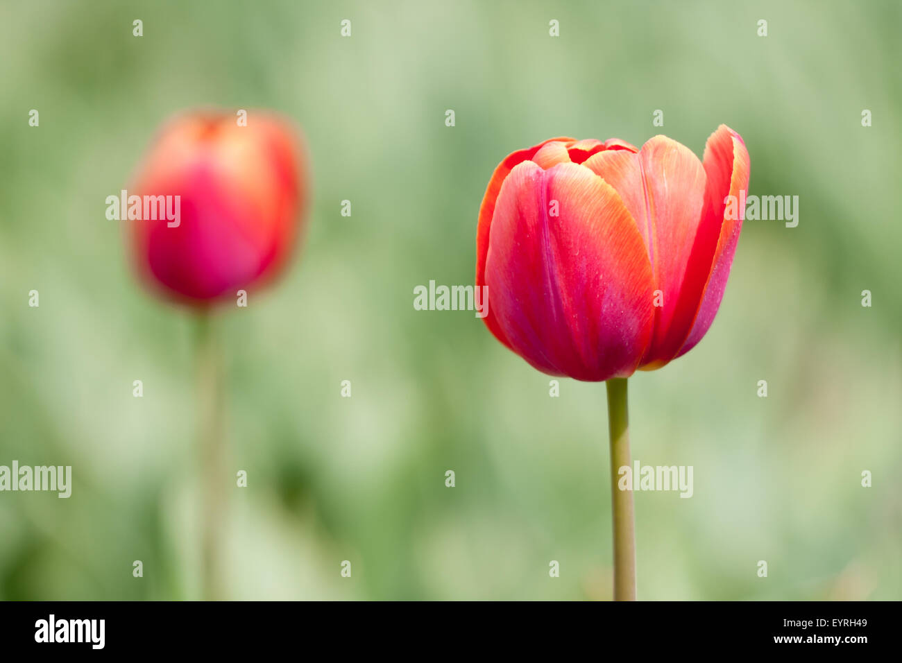 Red tulip shot with a selective focus and a shallow depth of field Stock Photo
