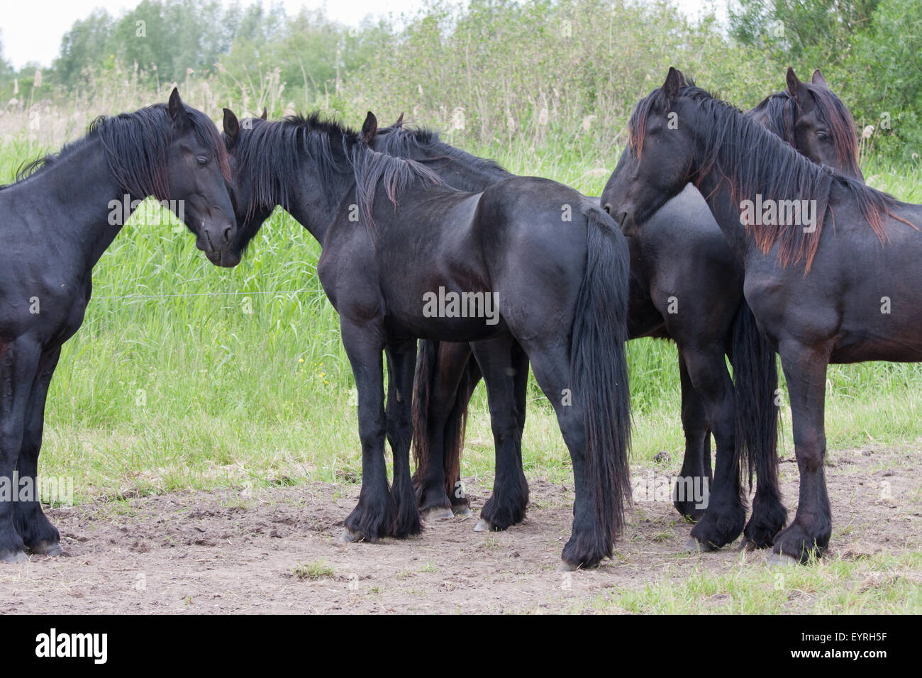 Five beautiful black horses, standing together in the meadow Stock Photo