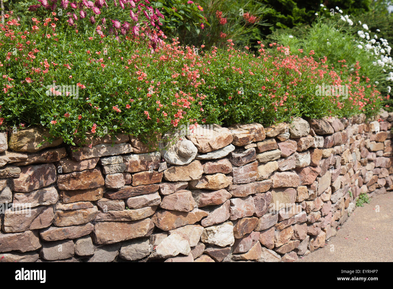 Ornamental garden with wall and Mimulus Aurantiacus Stock Photo