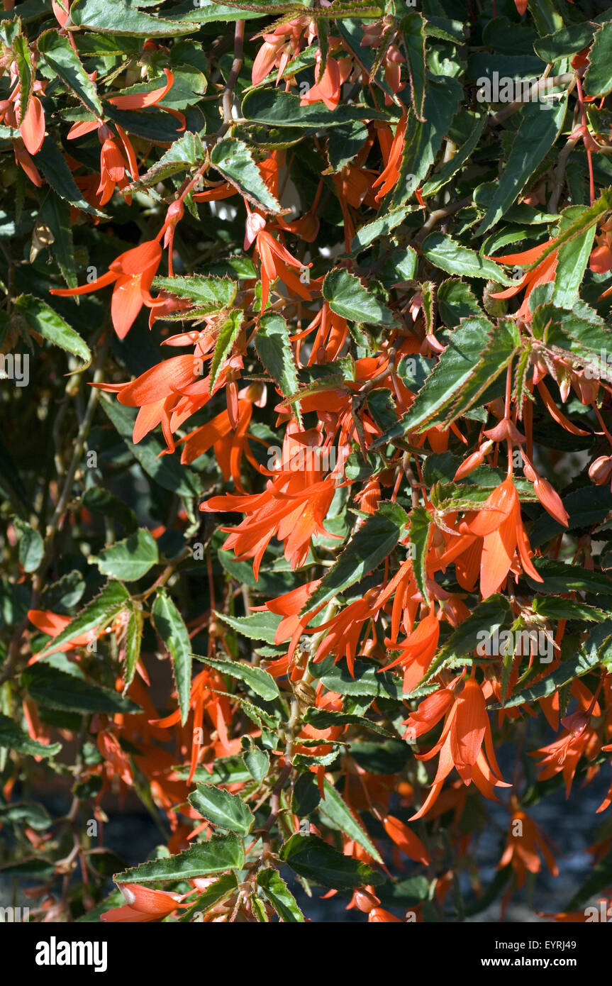 Begonie; Rosa; Begonia semperflorens Stock Photo