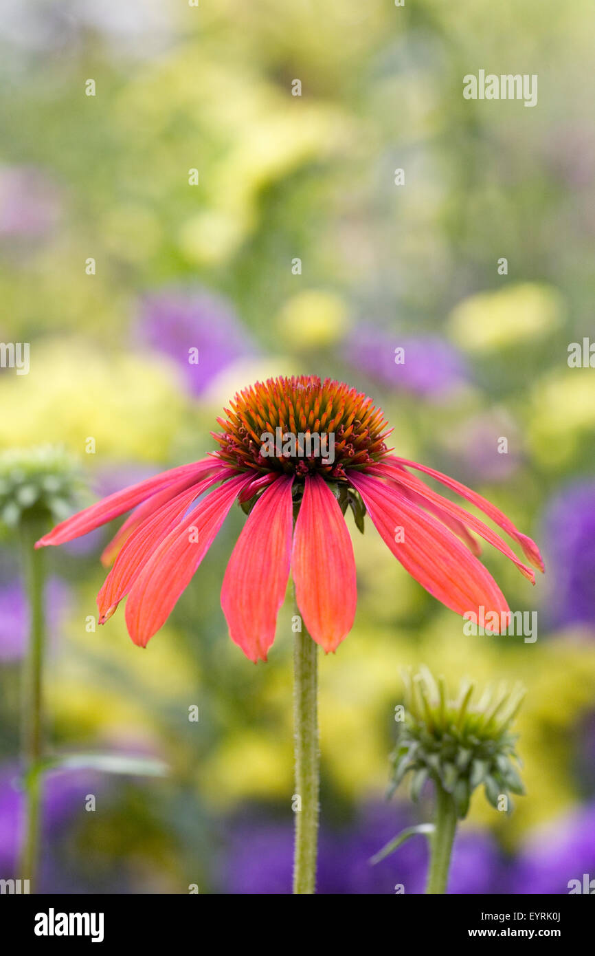 Echinacea flowers. Coneflower in an herbaceous border. Stock Photo