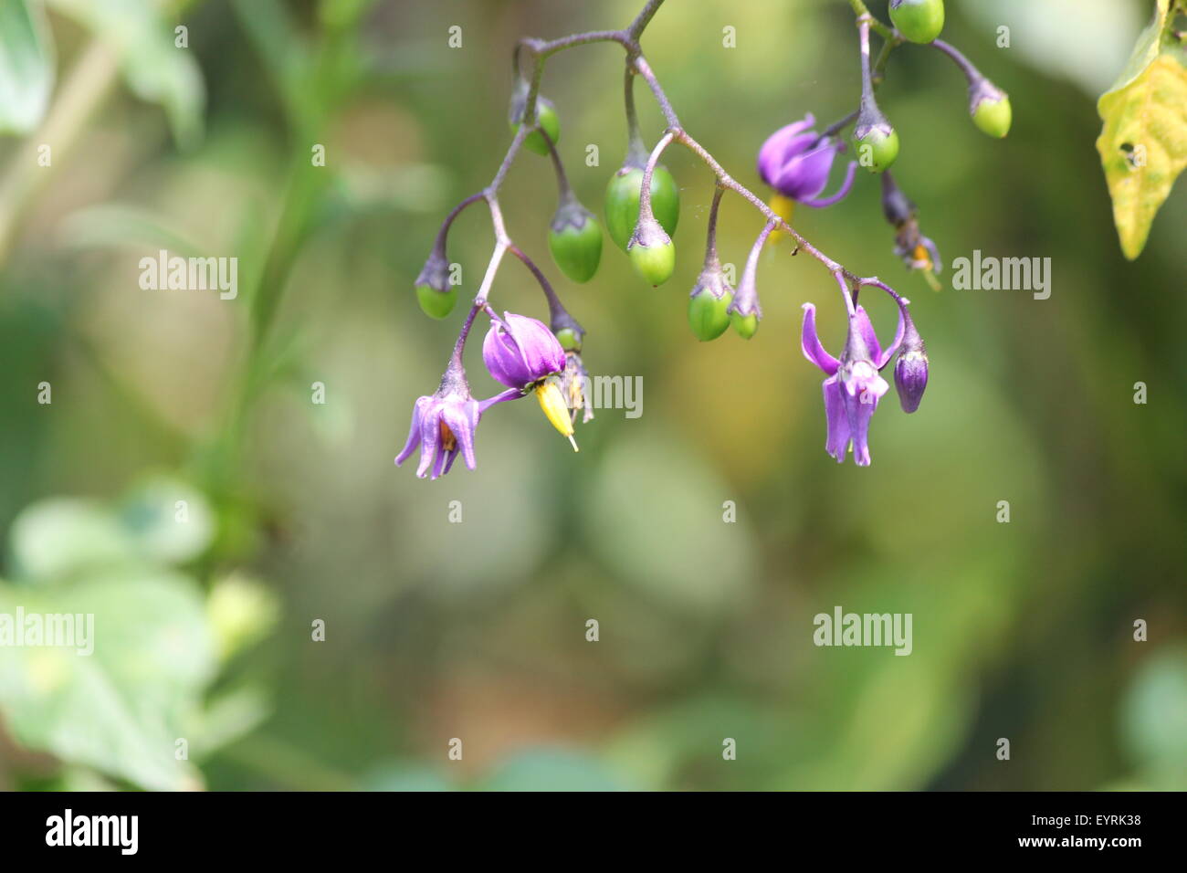 Purple With Yellow Flower Of The Nightshade Solanum Dulcamara Plant With Green Berries Growing In S E Ontario Toxic To Hu Stock Photo Alamy