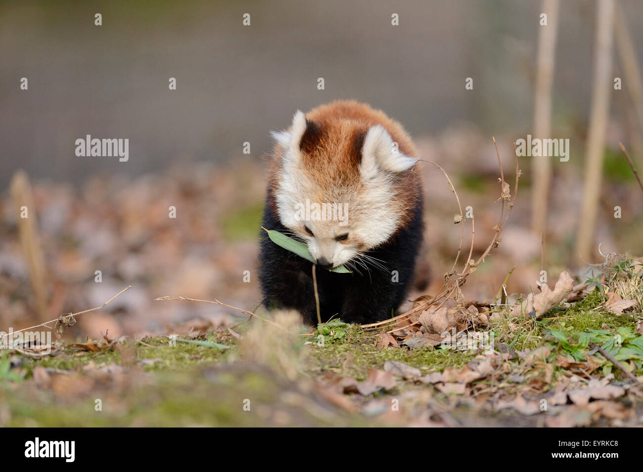 lesser pandas, Ailurus fulgens, forest floor, frontal, sitting Stock ...
