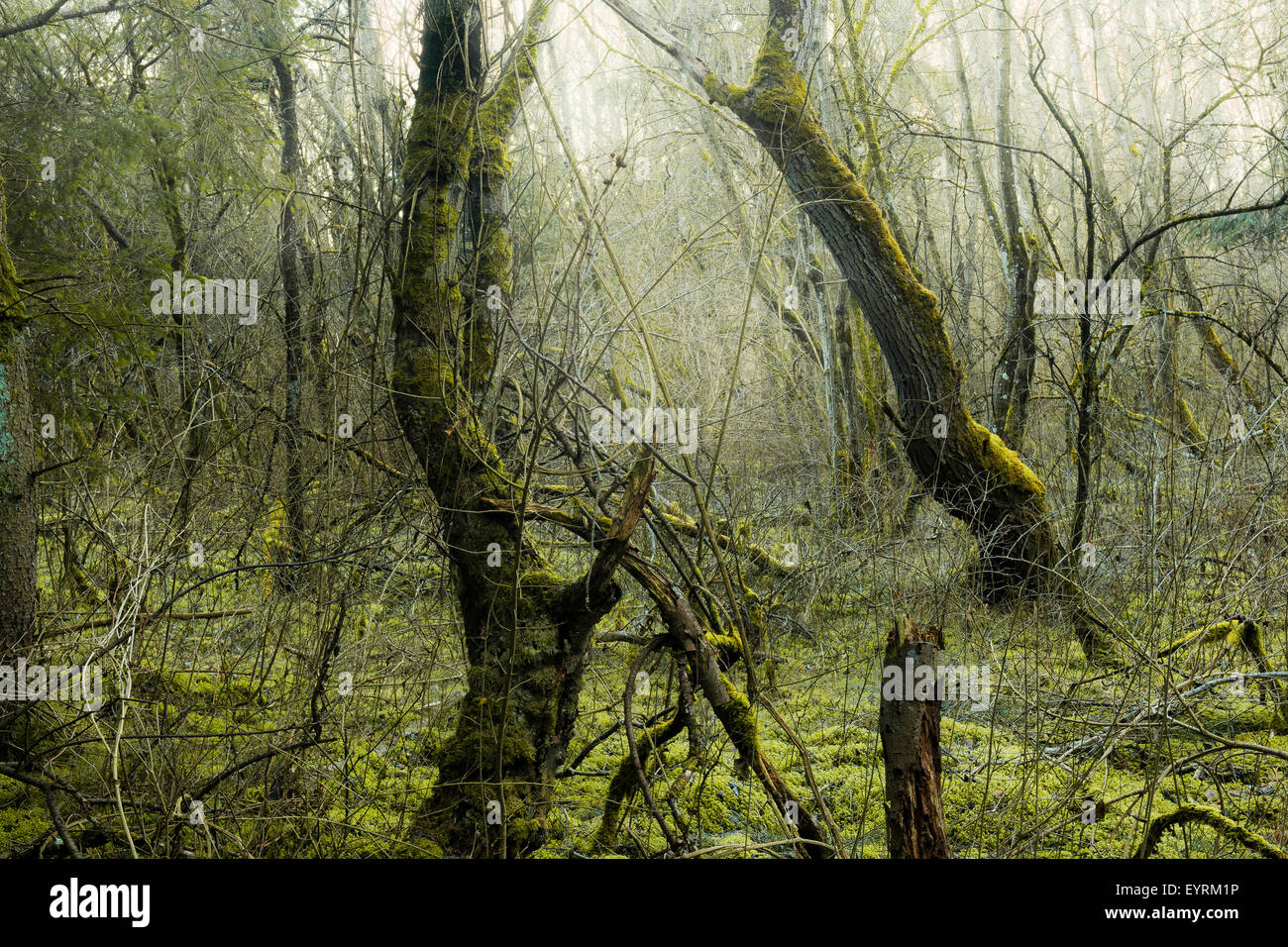 Wood, tree, moss, mystical, gloomy, green, morning, fog, old, creating, Germany, Bavaria Stock Photo