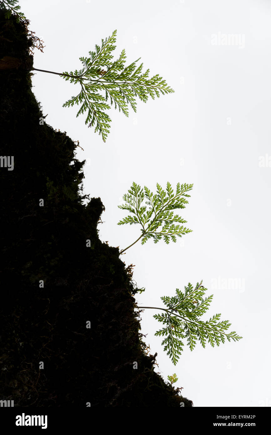 Portugal, Madeira, fern, silhouette, green, lines, structures, forms, abstract, plants,  vegetation, habitat, Stock Photo