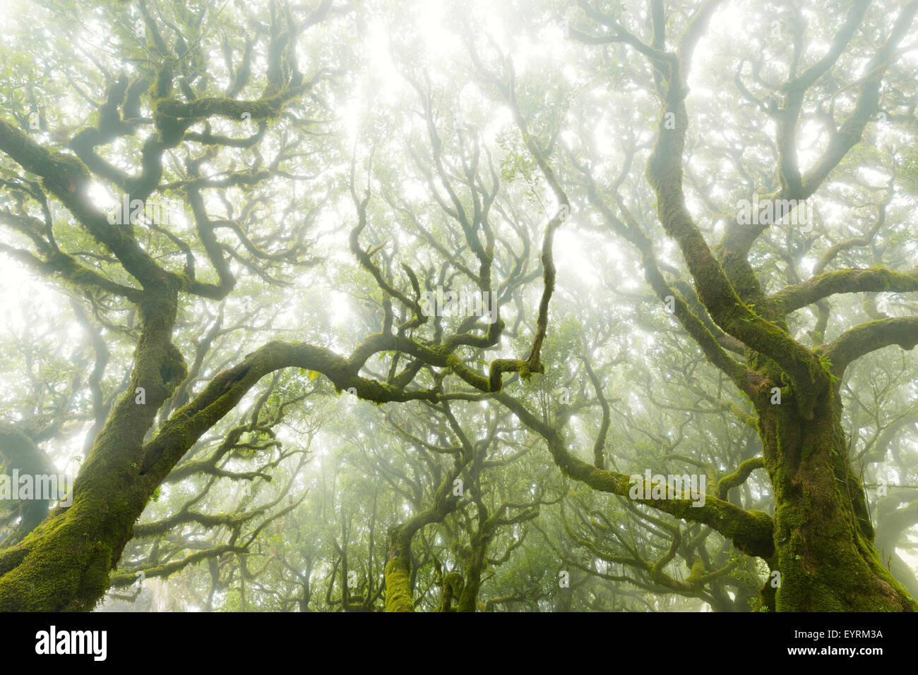 Portugal, Madeira, laurel, wood, fog, atmosphere, fire, green, vegetation, stinkwood, forms, structure, lines, Stock Photo