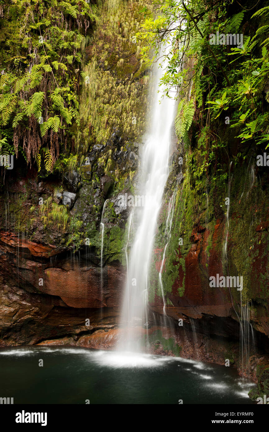 Portugal, Madeira, waterfall, 25 Fontes, jungles, ferns, moss, mystical, mysterious, grotto, Stock Photo