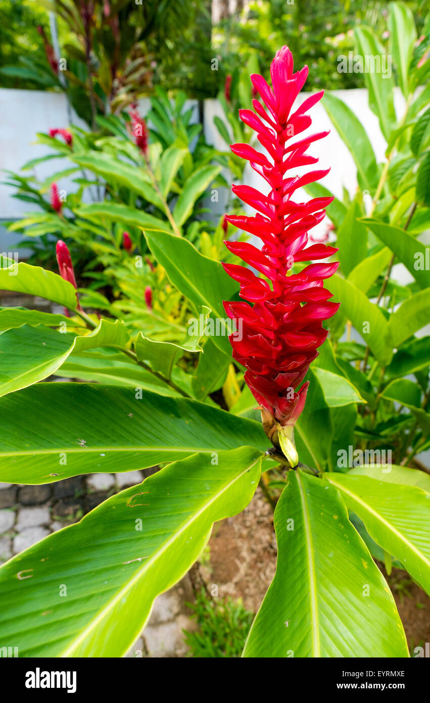 Beautiful tropical red ginger flower Stock Photo