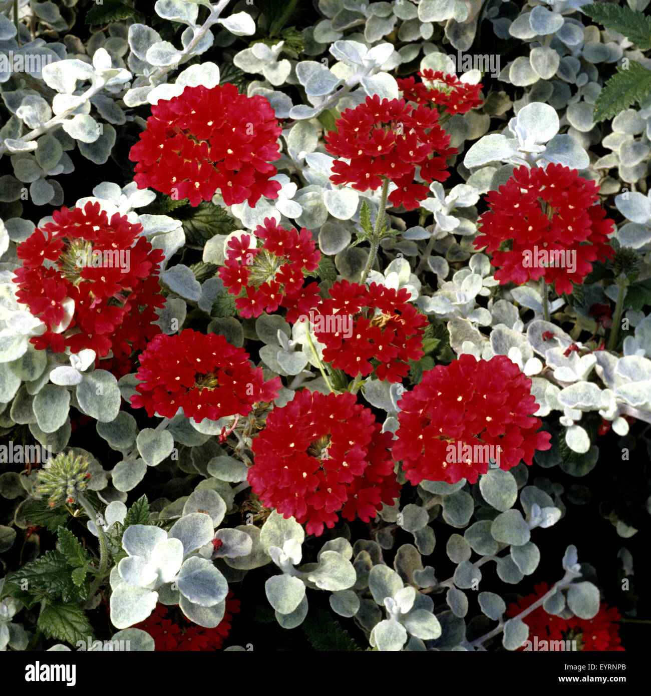 Verbene, Helichrysum, Strohblume, Verbena, Eisenkraut Stock Photo