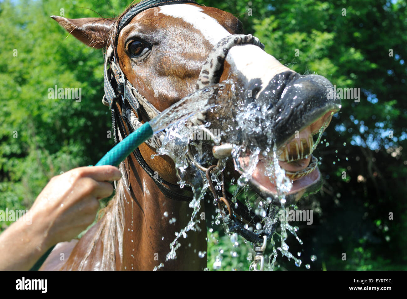 satisfied happy horse cooled by water in hot weather Stock Photo Alamy