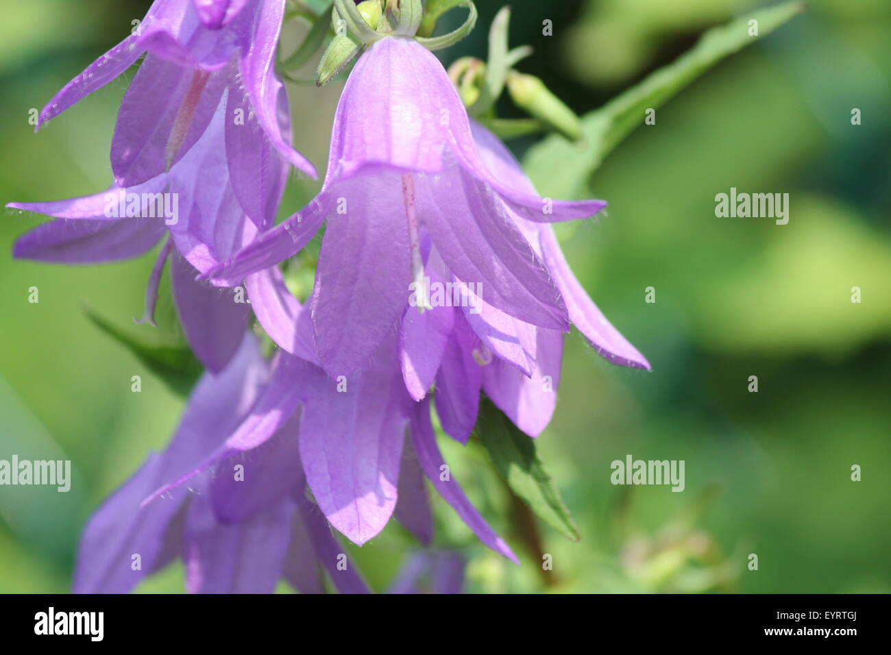 Creeping Bellflower (Campanula rapunculoides), pretty purple-violet invasive weed, bell shaped flower growing in a flower garden Stock Photo