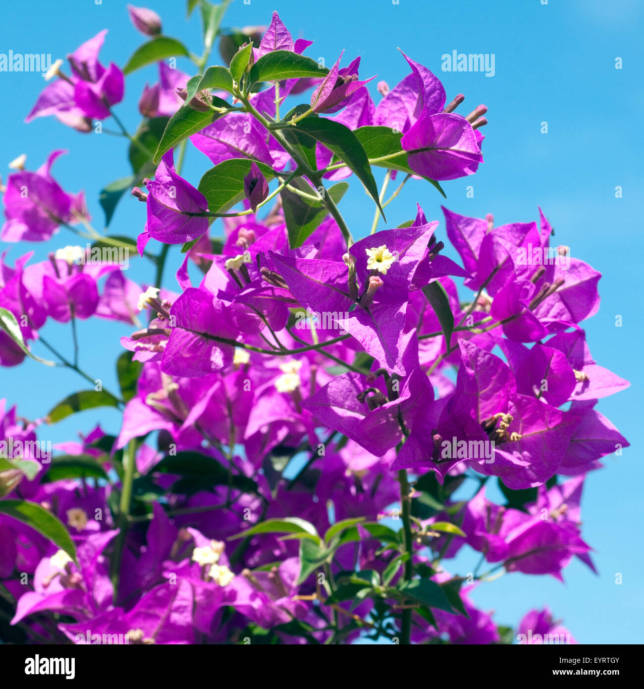 Bougainvillea; Glabra; Spectabilis; Stock Photo