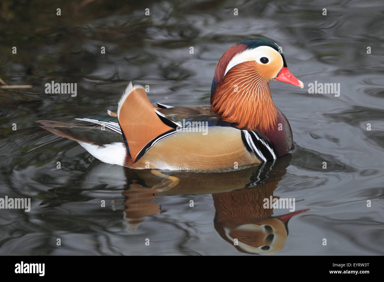Mandarin duck, male, Aix galericulata Stock Photo - Alamy