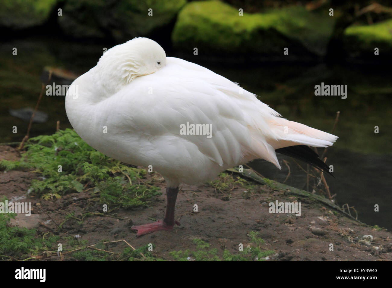 Ross's goose, Anser rossi Stock Photo