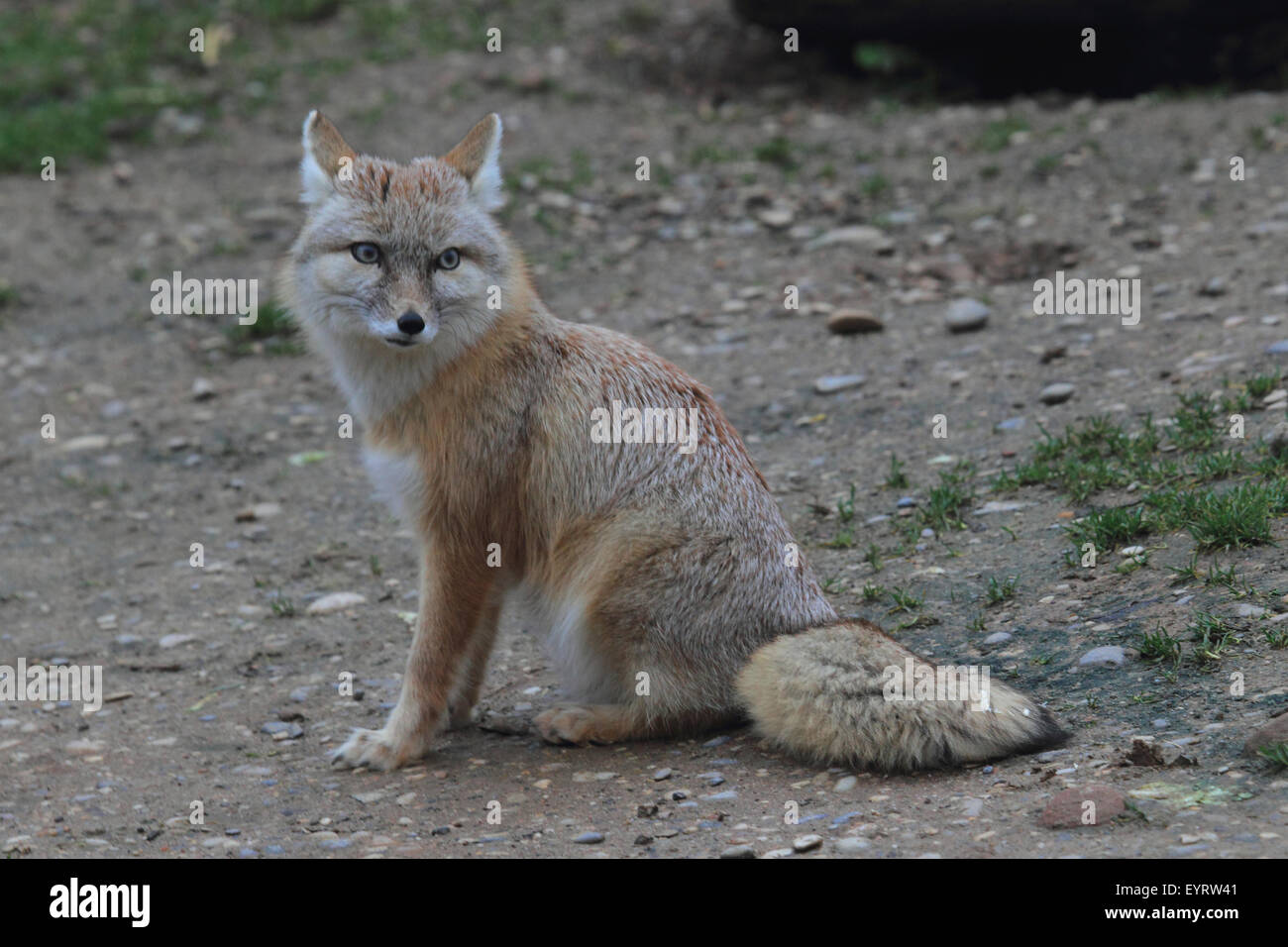 Corsac fox, Vulpes corsac Stock Photo - Alamy