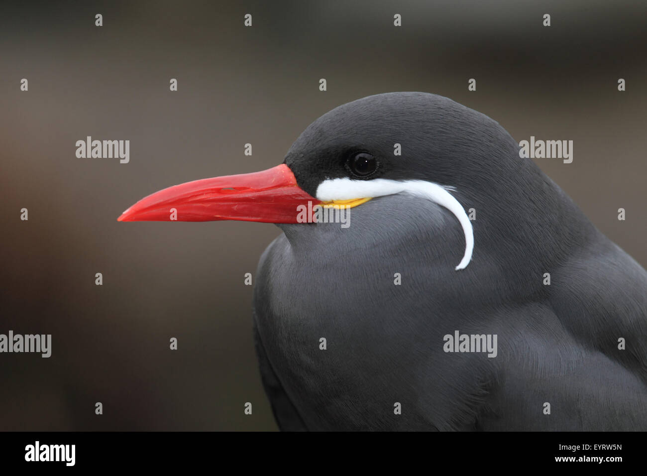 Inca tern Larosterna inca Stock Photo Alamy