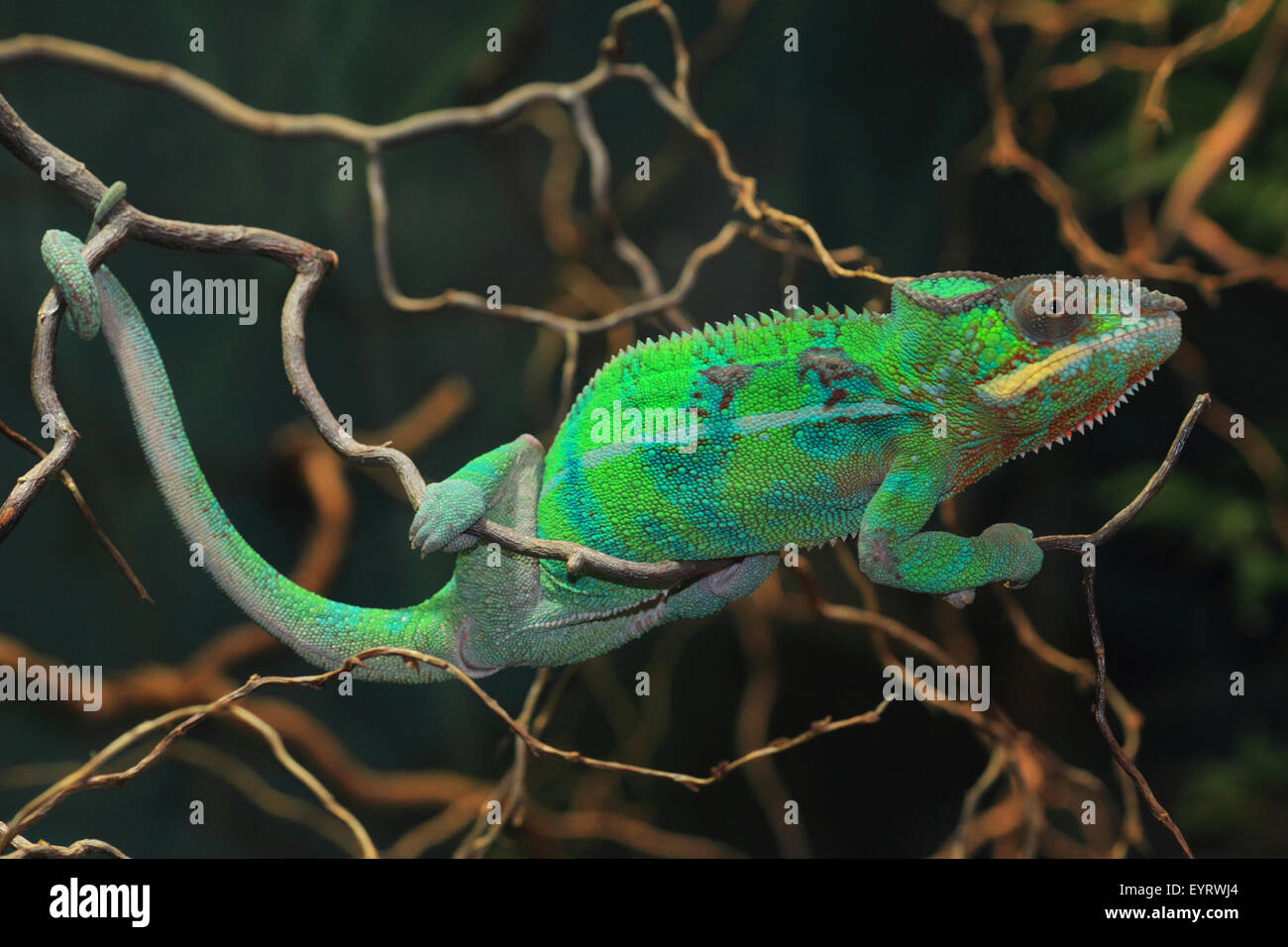 Panther chameleon, Furcifer pardalis Stock Photo Alamy