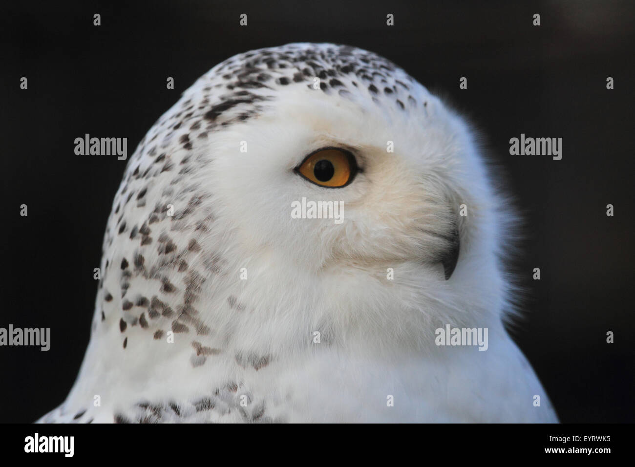 Snowy owl, Bubo scandiacus Stock Photo - Alamy