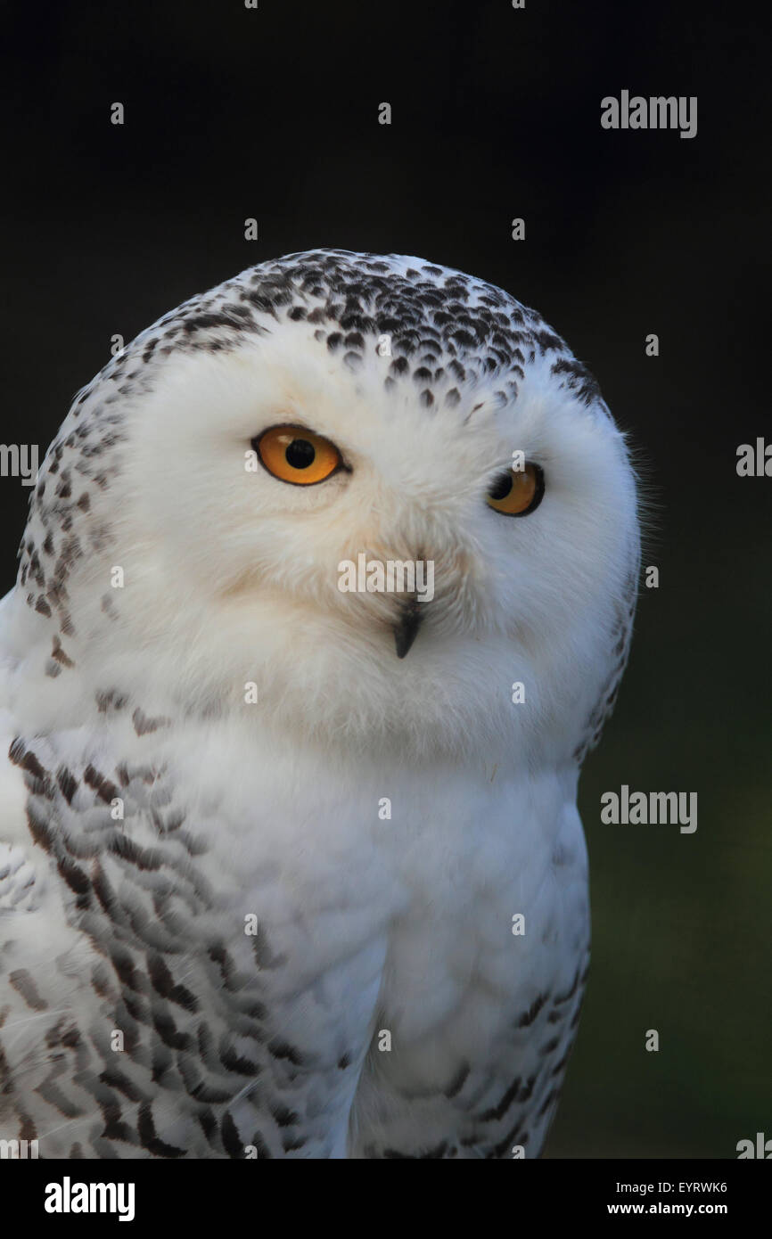 Snowy owl, Bubo scandiacus Stock Photo - Alamy