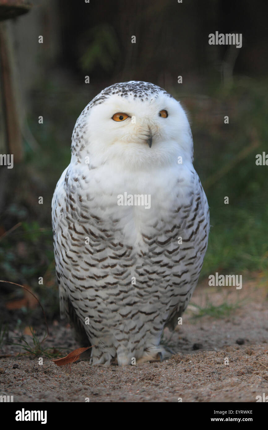 Snowy owl, Bubo scandiacus Stock Photo - Alamy