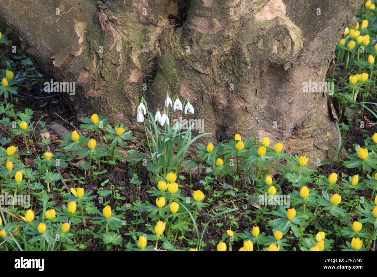 Small Winterling, Eranthus hiemalis Stock Photo
