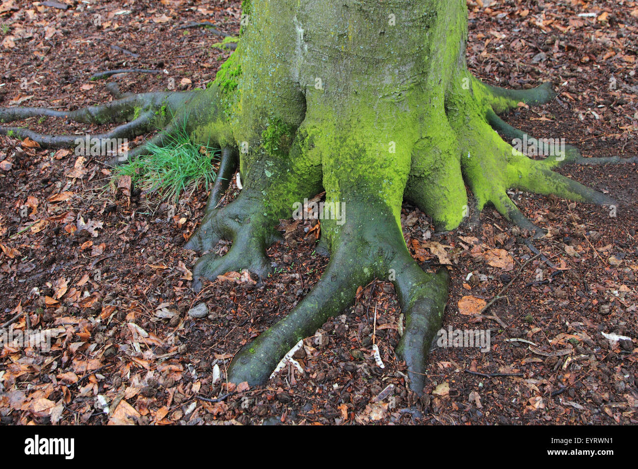 Tree root Stock Photo