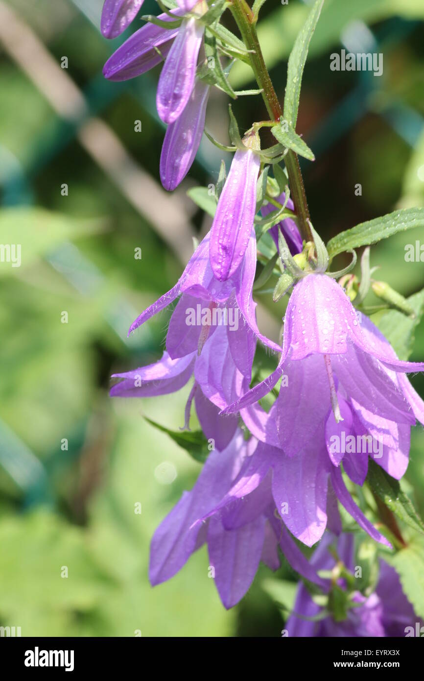 Creeping Bellflower (Campanula rapunculoides), pretty purpleviolet
