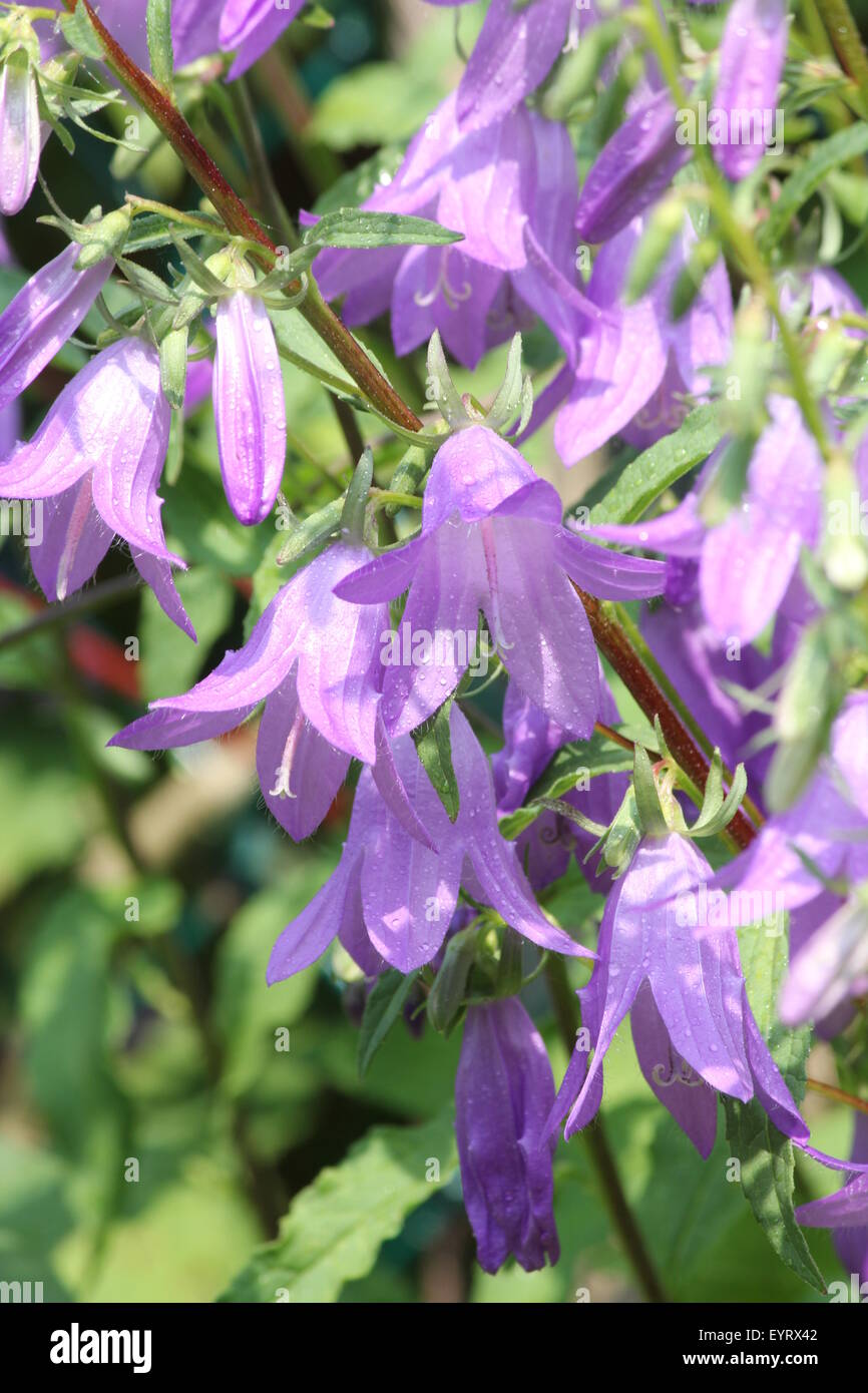 Creeping Bellflower (Campanula rapunculoides), pretty purple-violet invasive weed, bell shaped flower growing in a flower garden Stock Photo