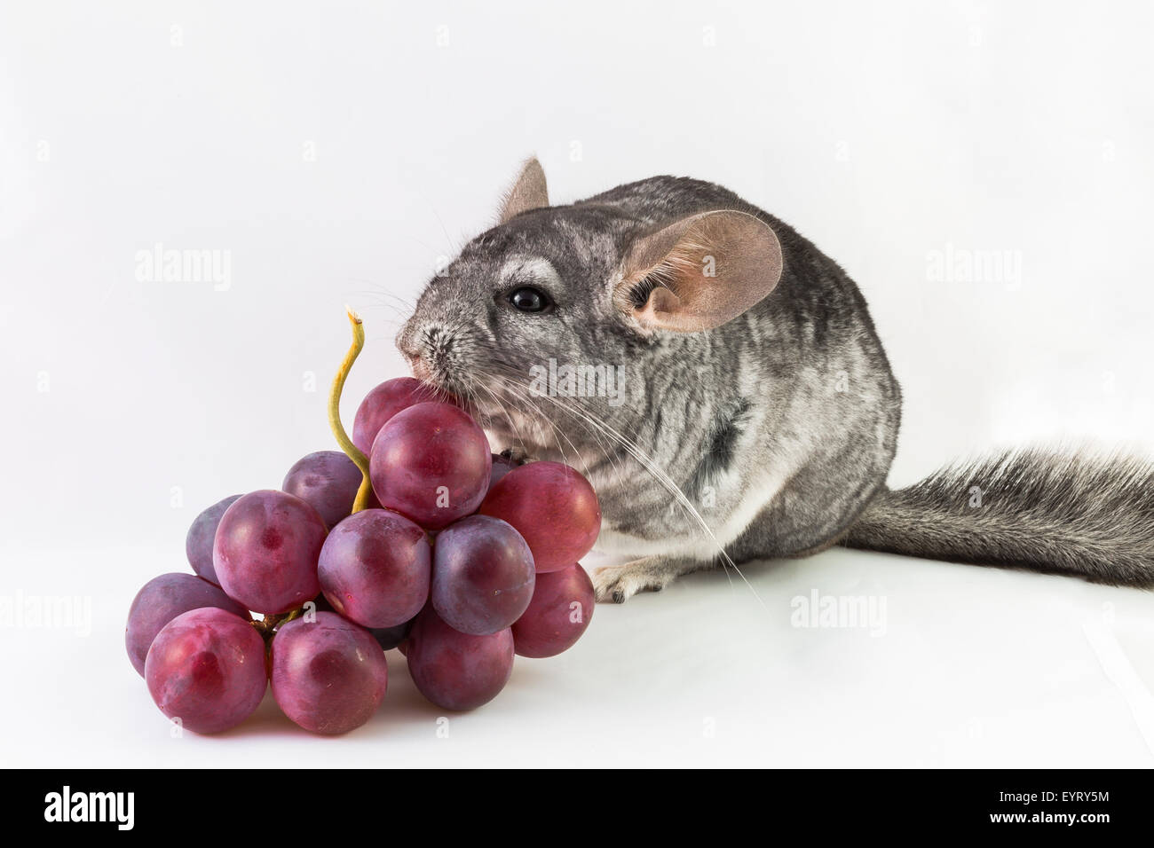 Can Chinchillas Eat Grapes: Surprising Facts Every Owner Must Know