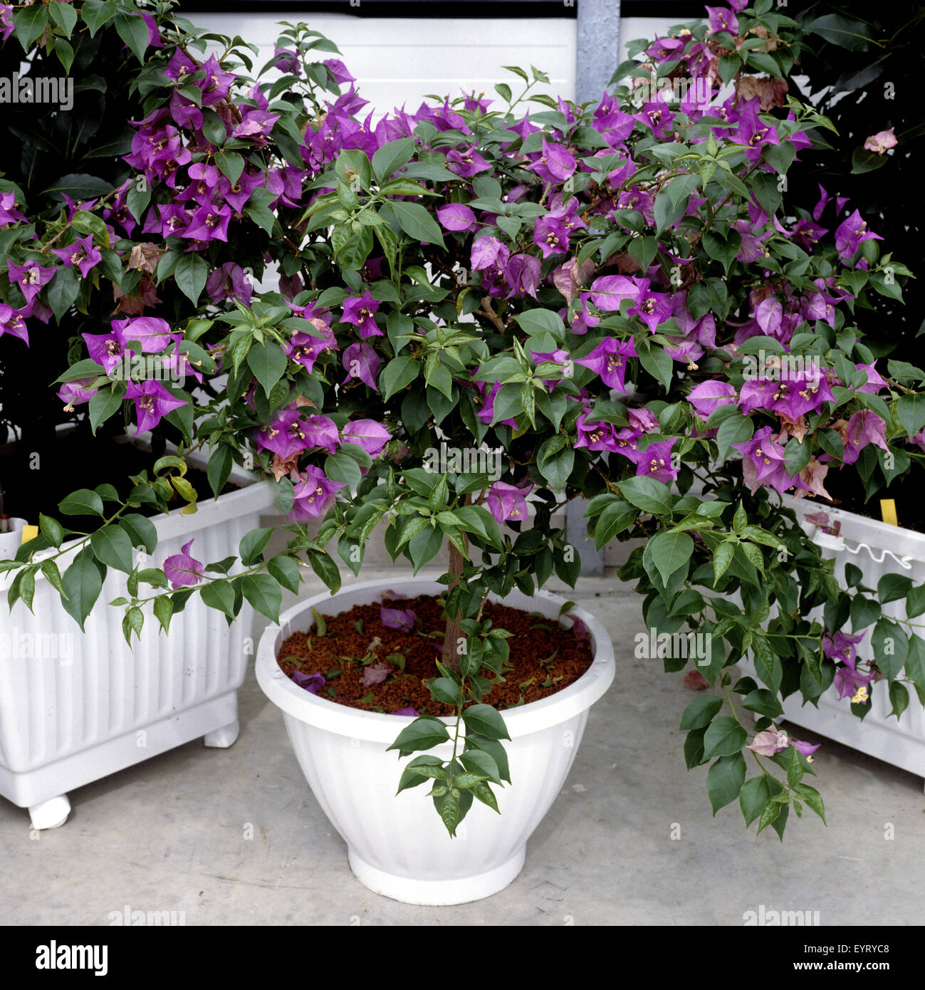 Bougainvillea glabra, Papierblume, Wunderblume Stock Photo