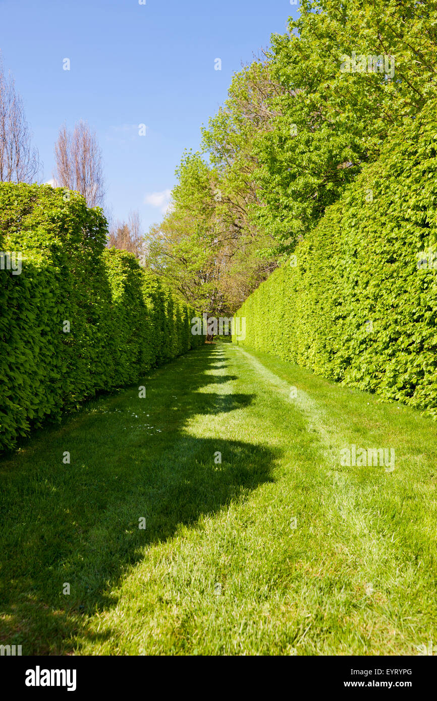 Box hedge in the castle grounds, Cormatin, France Stock Photo