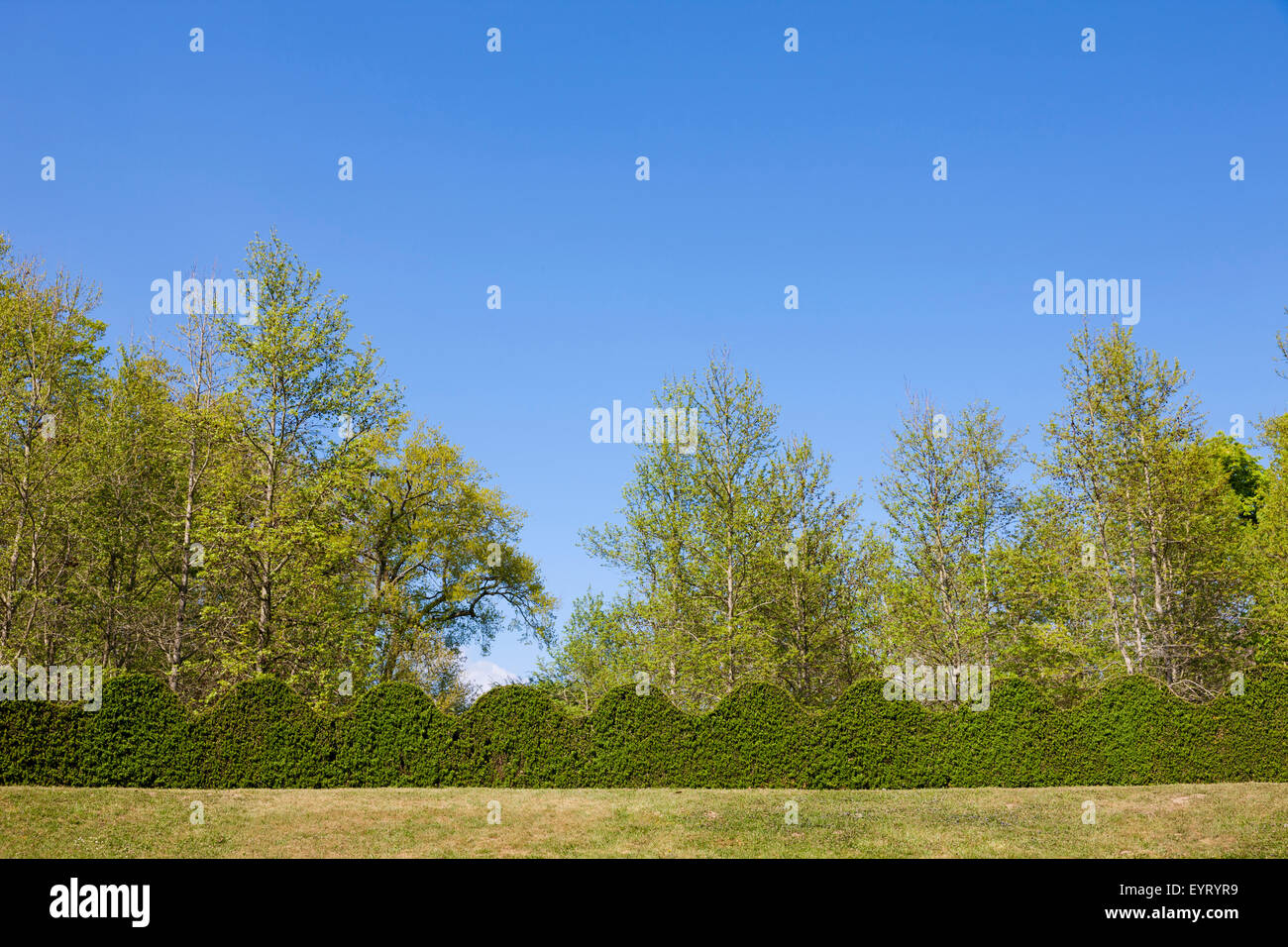 Box hedge in the castle grounds, Cormatin, France Stock Photo