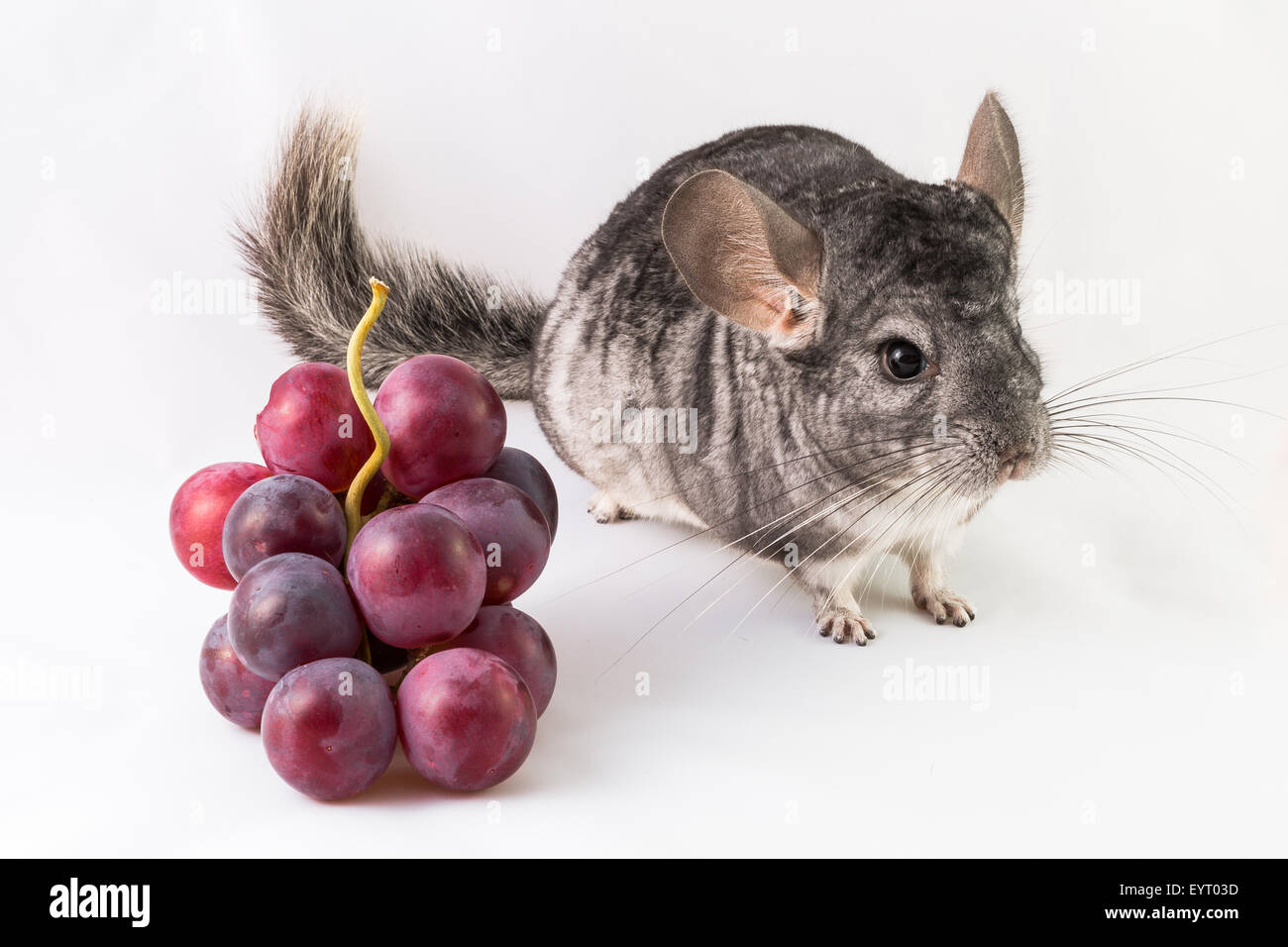 Chinchilla and grapes Stock Photo Alamy