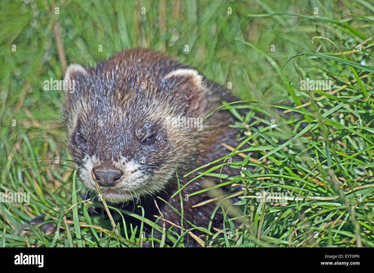 Polecat in grass hi-res stock photography and images - Alamy