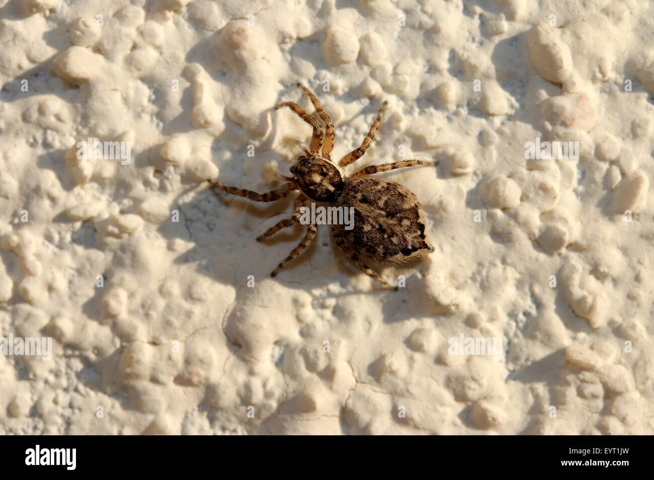 Little Spider High Resolution Stock Photography and Images - Alamy