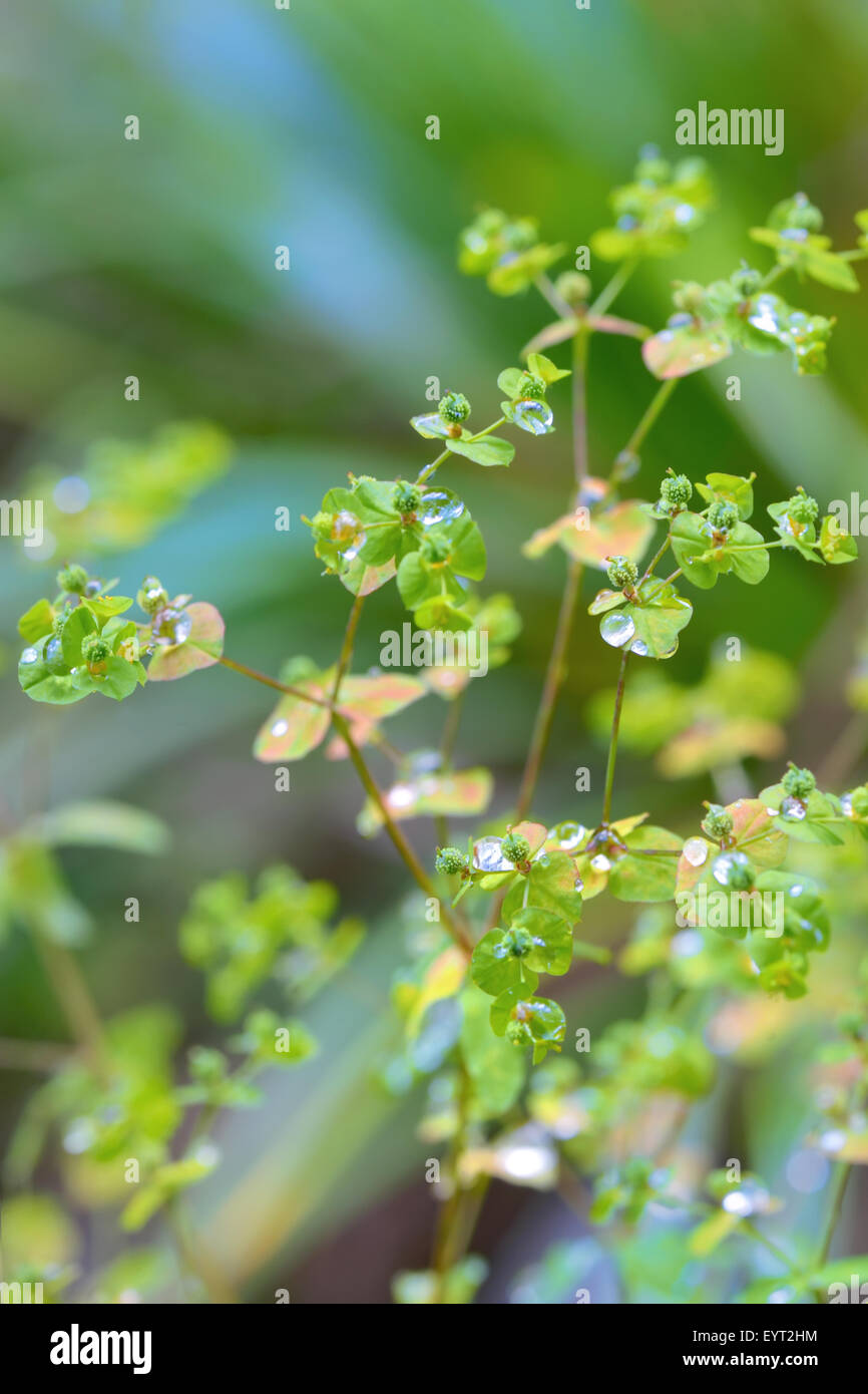 Dew drops in the morning in forest Stock Photo