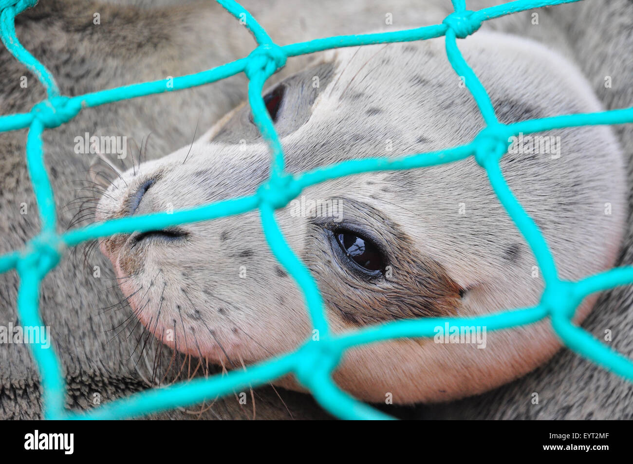Seal, baby seal, transport box Stock Photo Alamy