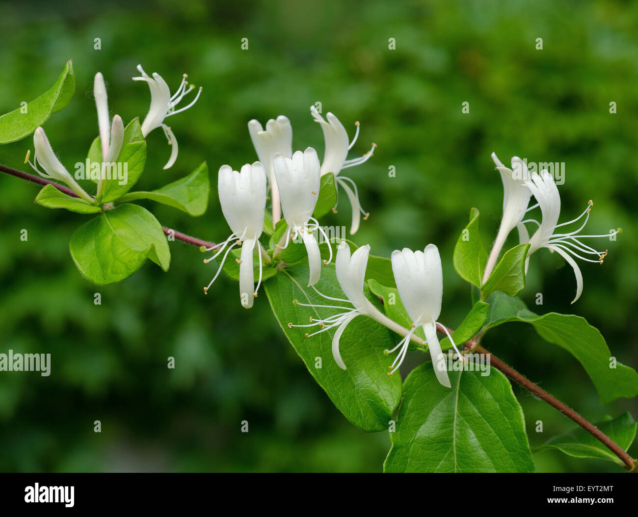 Honeysuckle flowers Stock Photo