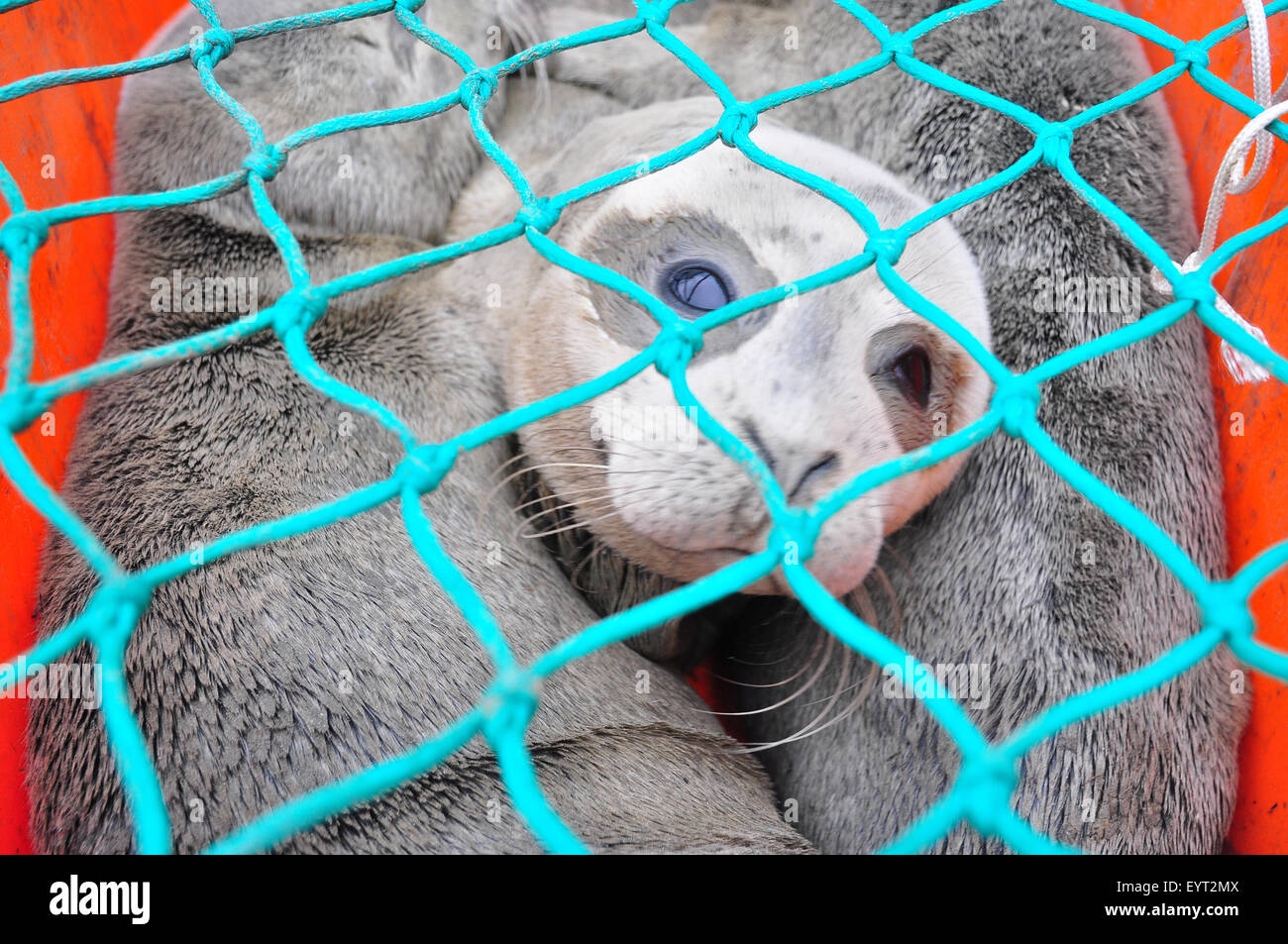 Seal breeding station hires stock photography and images Alamy