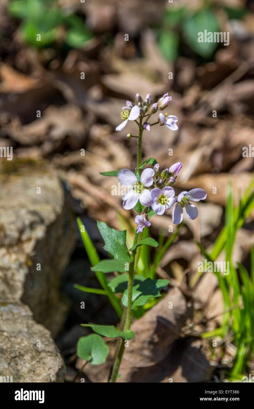 Spring Beauty wildflower in early Spring The scientific name for this species is Claytonia virginica and is in the Portulacaceae Stock Photo