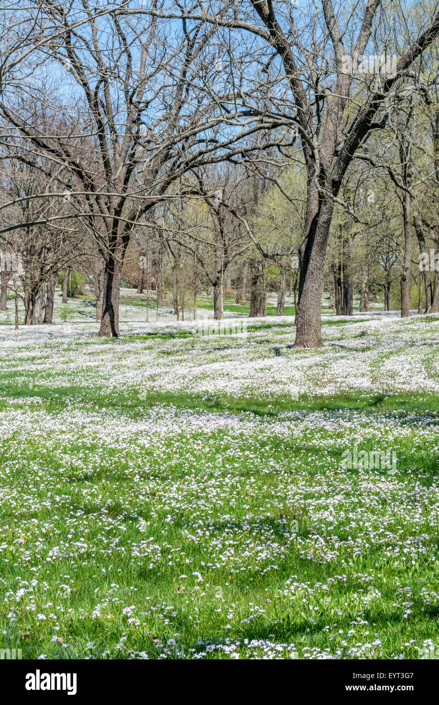 Kentucky bluegrass lawn hires stock photography and images Alamy